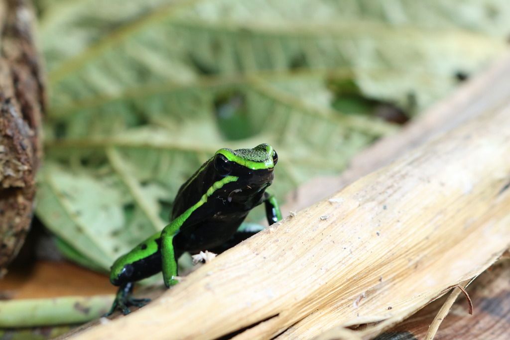 Amazon Dart Frog/Atelopus Photos Dendroboard
